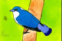 Artamie_azuree-scaled