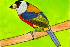 Cabezon_toucan-scaled