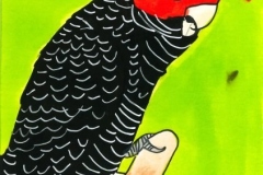 Cacatoes_a_huppe_rouge-scaled