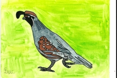 Caille_de_Gambel-scaled
