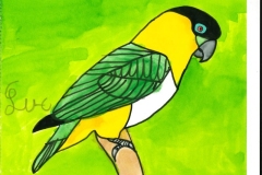 Caique_a_tete_noire-scaled