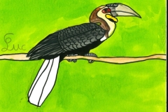 Calao_festonne-scaled
