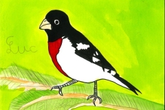 Cardinal_a_poitrine_rouge-scaled