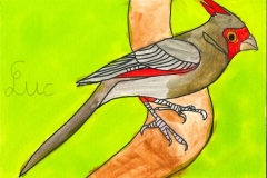 Cardinal_pyrrhuloxia-scaled