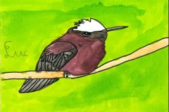 Colibri_a_coiffe_blance-scaled
