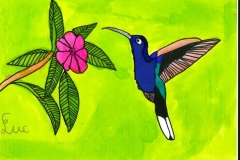 Colibri_a_dos_bleu_et_violet-scaled