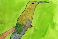 Colibri_falle-vert-scaled