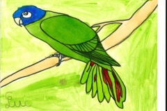 Conure_a_tete_bleue-scaled