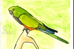 Conure_de_Patagonie-scaled