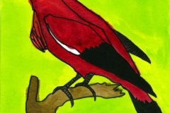 Coracine_rouge-scaled