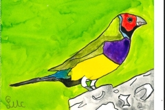 Diamant_de_Gould-scaled